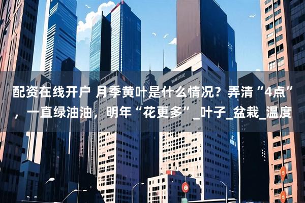 配资在线开户 月季黄叶是什么情况？弄清“4点”，一直绿油油，明年“花更多”_叶子_盆栽_温度