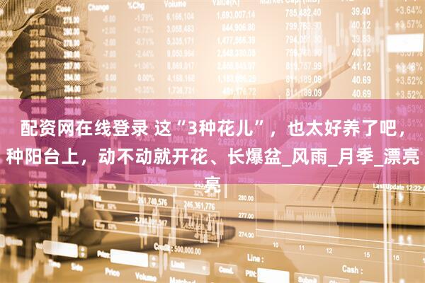 配资网在线登录 这“3种花儿”，也太好养了吧，种阳台上，动不动就开花、长爆盆_风雨_月季_漂亮